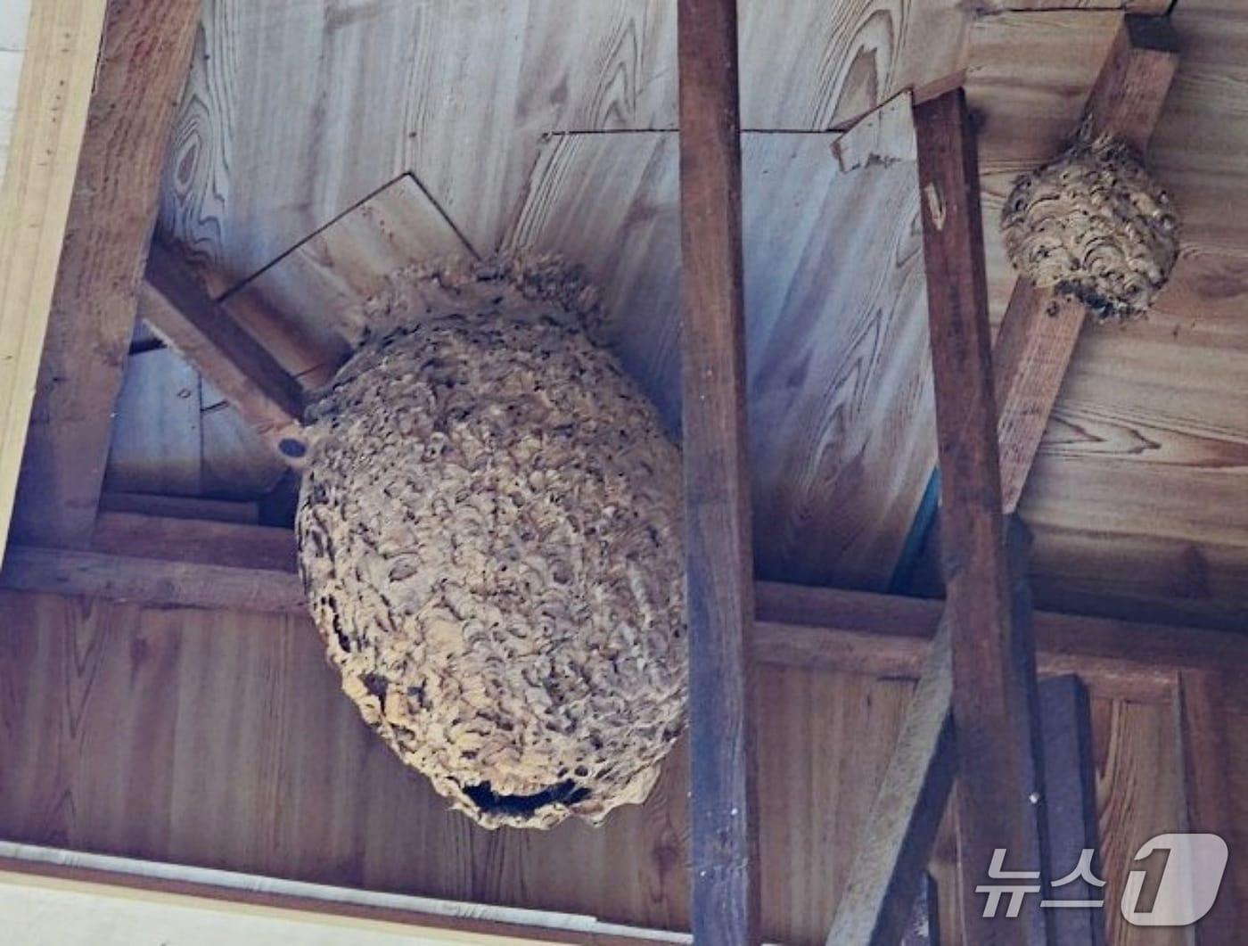 본문 이미지 - 말벌집.(자료사진)/뉴스1