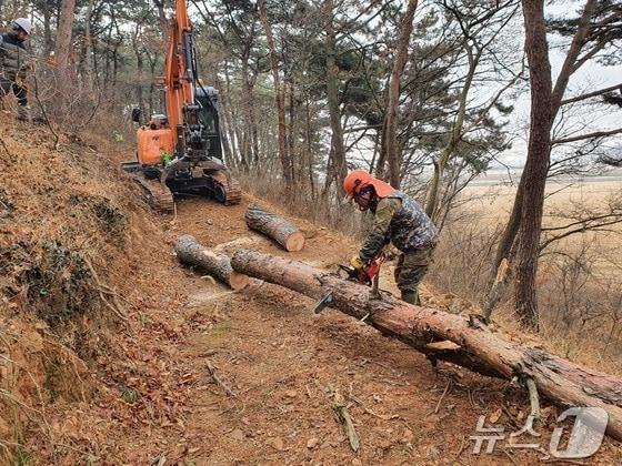 본문 이미지 - 소나무재선충병 감염목 제거 작업.(자료사진)