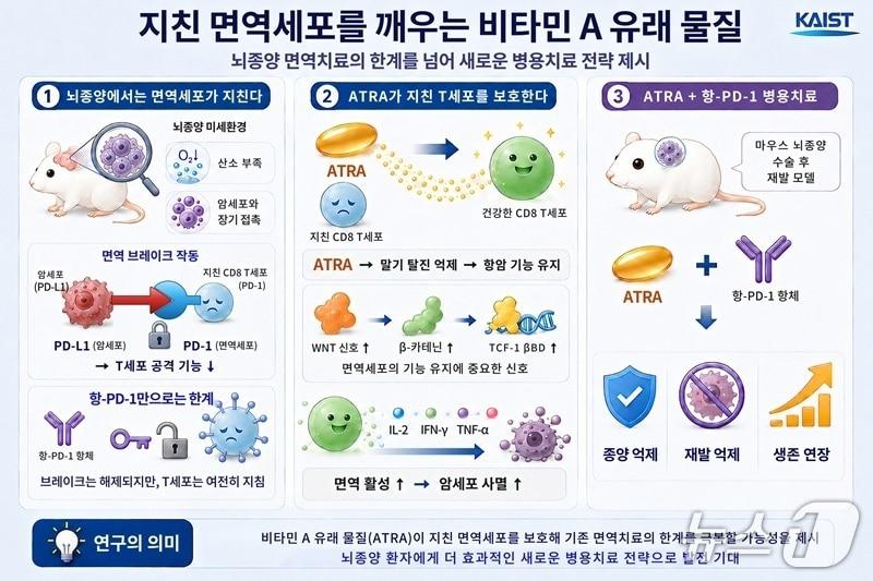 본문 이미지 - 비타민 A 대사물질을 활용한 면역항암제 활성 연구 이미지(AI 생성·KAIST 제공) /뉴스1