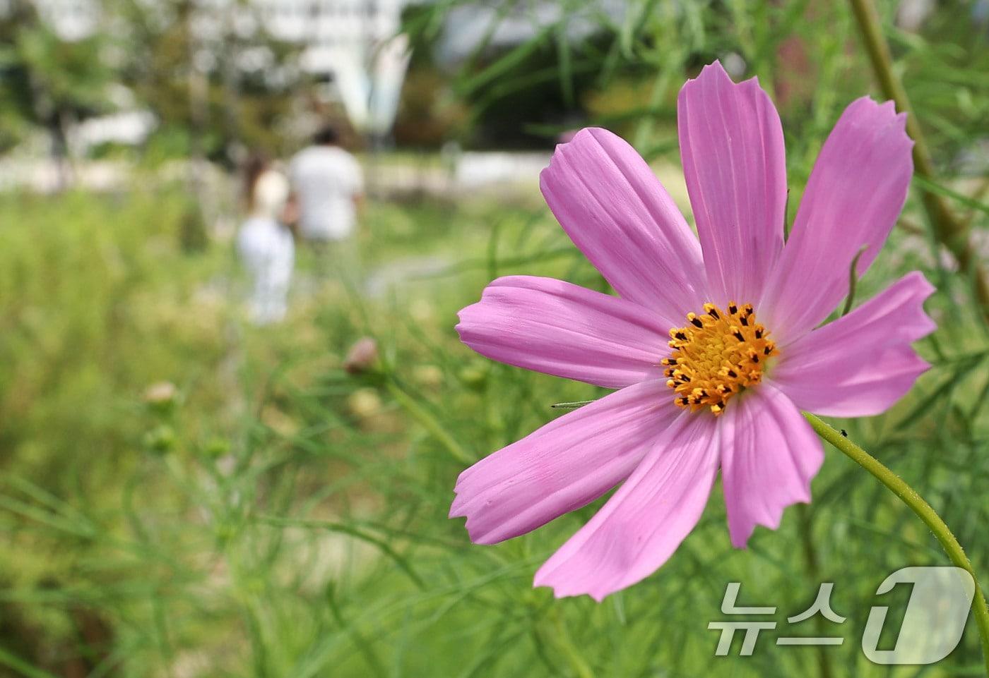 본문 이미지 - 절기상 백로가 지난 9일 코스모스가 핀 서울 종로구 열린송현녹지광장에서 시민들이 산책을 하고 있다. 2026.9.9 ⓒ 뉴스1 이종수 기자