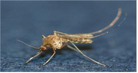 "벌써 나왔다" 울산서 일본뇌염 매개모기 첫 확인…예년보다 6주 빨라