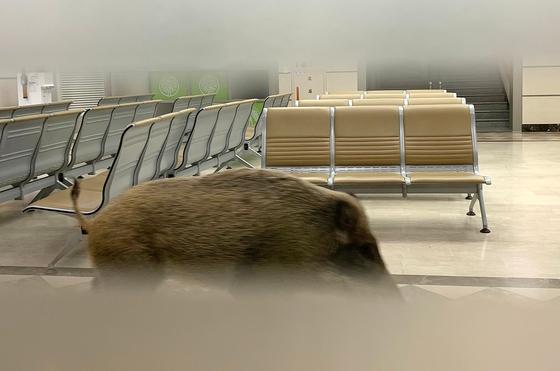 안성 공도읍 아파트 일대서 '멧돼지' 출몰…"야간시간 통행 자제"