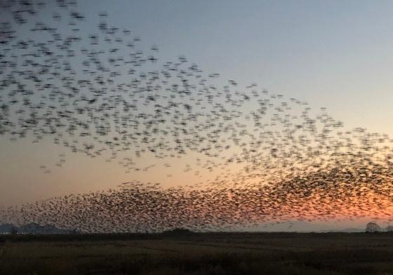 무안공항 위협 오리 떼 5만 마리…전문교육 안받은 조류퇴치팀이 관리