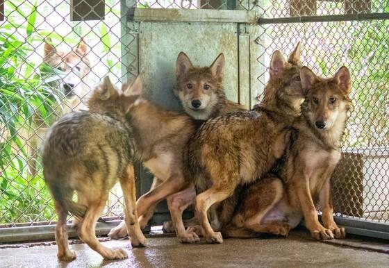 늑구 탈출로 드러난 '인력 공백'…전주동물원도 사육사 부족
