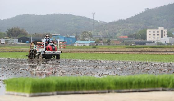 "전북 쌀 '신동진' 지켰다"…농식품부, 정부 보급종 공급 유지