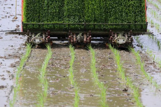 2027년에도 '신동진' 벼 정부 보급종 공급 유지된다