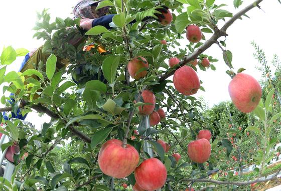 농진청·국민대·서울시립대, 과수 탄소 흡수 산정 체계 국내 최초 개발