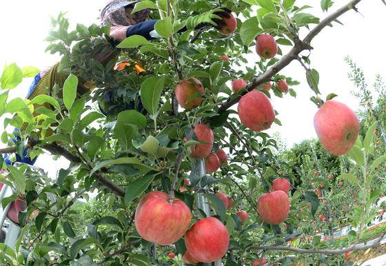 농진청·국민대·서울시립대, 과수 탄소 흡수 산정 체계 국내 최초 개발