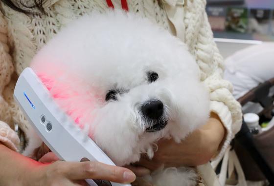 반려동물 용품 규격, 중국이 정할 수도…"펫산업 표준 대응 시급"