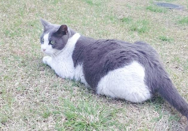 [청와대路]靑 춘추관의 마스코트 고양이 '흑임자'를 아시나요?