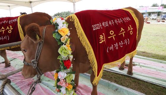 제주산 한우·돼지고기 첫 싱가포르 수출 길 올랐다…초도물량 4.5톤 규모
