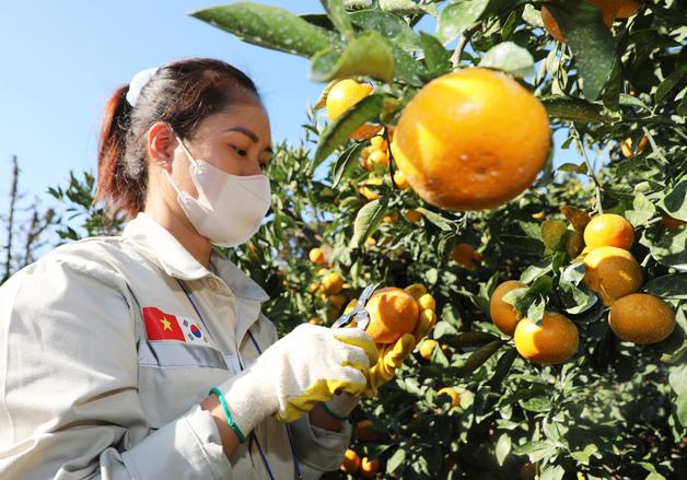제주 18개 농협, 내년 농촌 인력 지원 나선다