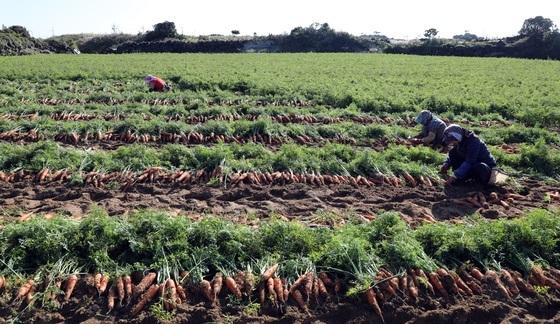 제주, 농업·농촌 실태 전수조사…농지 26만8000필지 대상