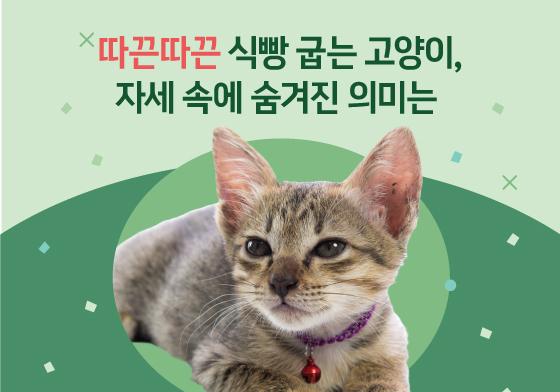 "따끈따끈 식빵 굽는 고양이"…그 속에 숨겨진 의미는[펫카드]