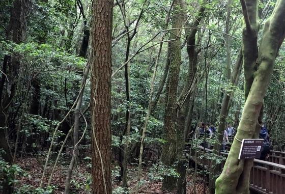 제주도, 곶자왈 보호 모금 10억 달성