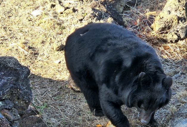 기후부 "2026년부터 곰 사육, 웅담 채취 전면 금지"