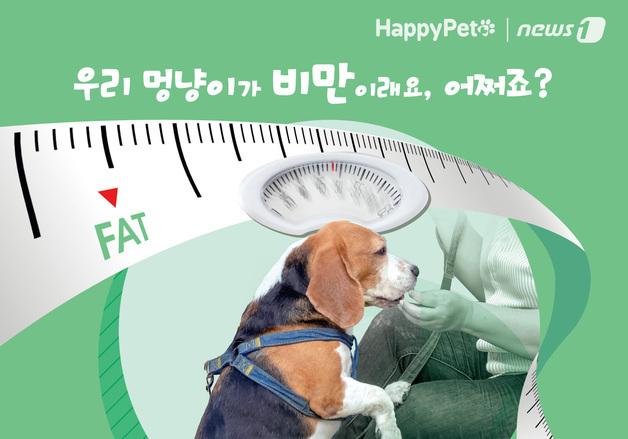 반려동물이 살쪄서 걱정이라면?…"이렇게 해 보세요"[펫카드]