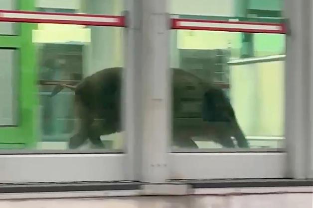 세종시 아파트 주변 멧돼지 2마리 출몰…경찰·소방 포획 나서