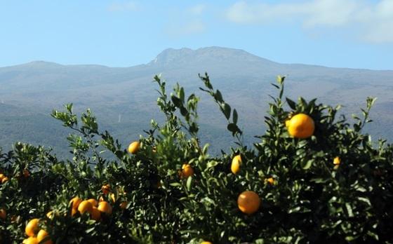 '겨울 맞나' 제주 서귀포 낮 최고 22.5도…역대 가장 따뜻한 12월
