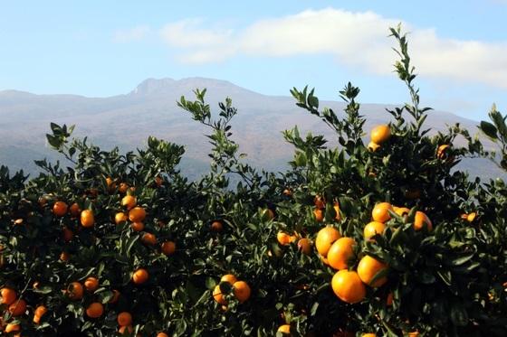 미국산 귤 '무관세 공습' 시작됐다…제주 농가들 비명