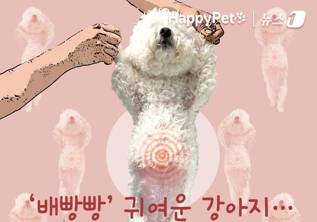'배빵빵' 강아지 귀엽다했는데…복부팽만 응급상황일 수도[펫카드]