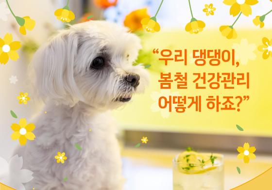 "봄봄봄, 봄이 왔어요"…강아지 건강관리 어떻게 할까[펫카드]