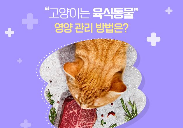 캣닢 먹는 고양이, 채식해도 된다?…"육식동물입니다"[펫카드]