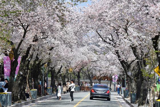 경북 벚꽃 20선…경주부터 봉화까지 ‘남북 종단 봄 여행’ 뜬다