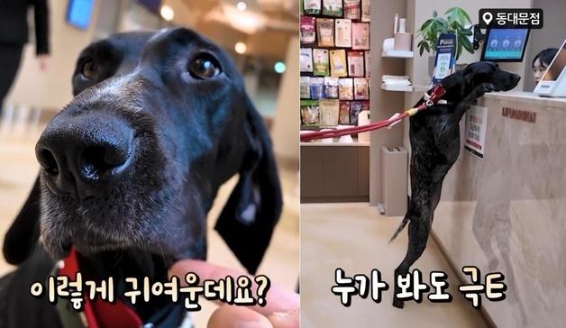 수의사 눈썰미 덕분에…심장사상충 재검사로 건강 지킨 포인터