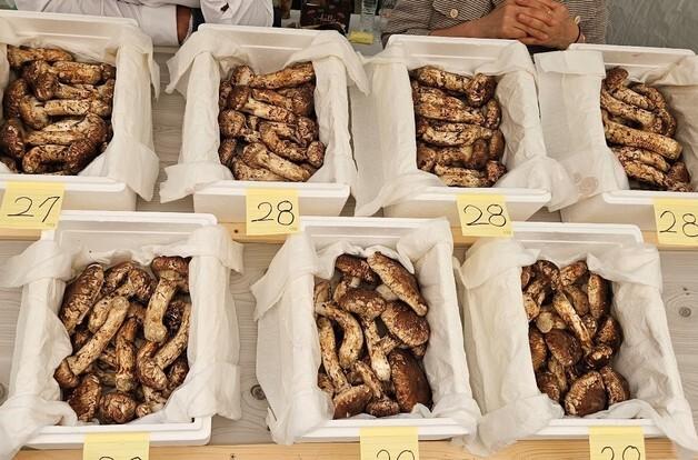 할인·경매로 구매 부담 낮춘다…봉화송이축제 18일까지 열려