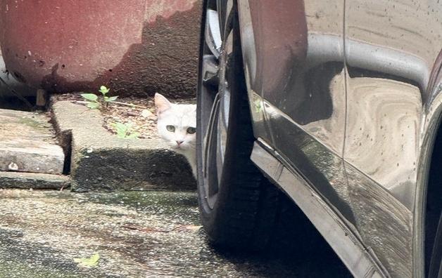 못 키운다며 부모님께 맡긴 고양이 결국…길에서 구조된 '루나'