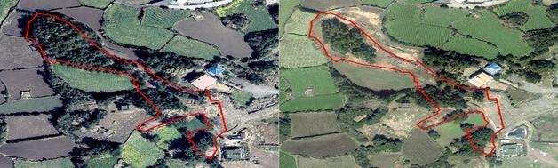 "약초 재배" 나무 1200그루 자르더니 땅 쪼개기…기획부동산 60대 구속