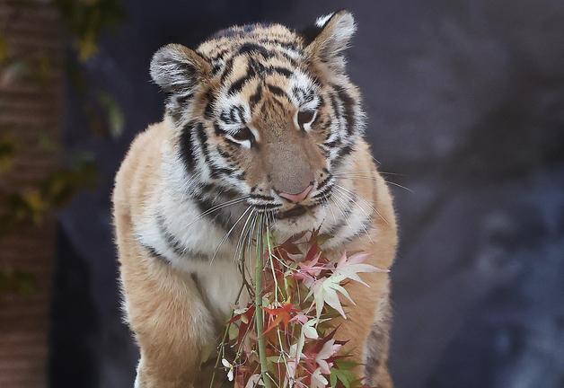 [뉴스1 PICK]3년 만에 탄생한 귀한 시베리아 호랑이 '설호'