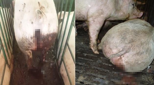 혈변 쏟고 하얗게 질려 급사…돼지 회장염, 경구 백신이 막는다