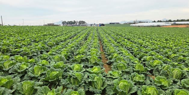 aT, 가을배추 2000톤 정부수매…"김장철 가격안정"