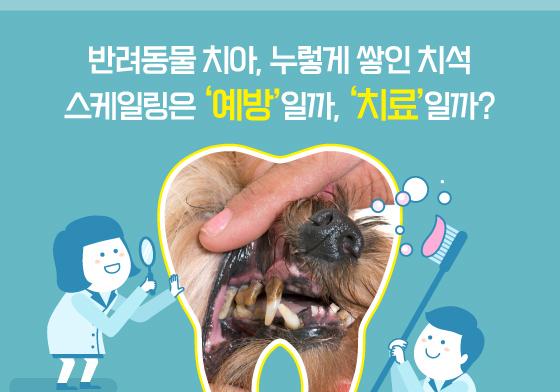 누렇게 쌓인 반려견 치석…스케일링은 '예방'일까, '치료'일까[펫카드]