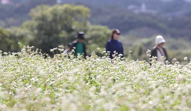 "제주 메밀 체중 증가 억제…항산화·항염에도 효능"