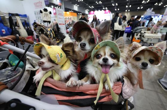 [뉴스1 PICK]반려동물 용품과 트렌드를 한 눈에… ‘2025 메가주 일산’