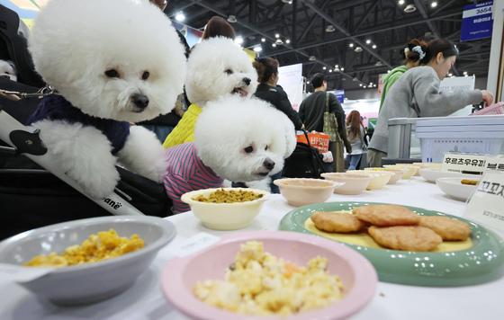 오늘부터 댕냥이랑 외식 가능…"출입 허용 안내문 확인 후 이용"