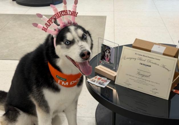 "친구들 살려줘서 고마워"…건국대동물병원, 응급헌혈견들에 선물