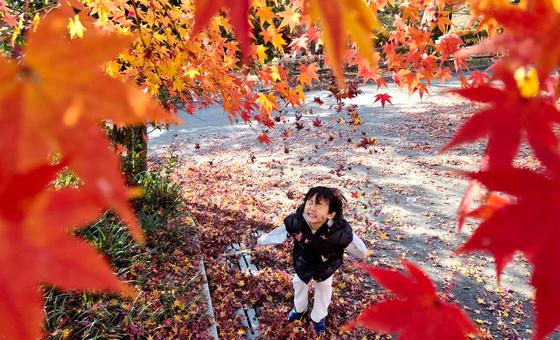 [뉴스1 PICK]포근한 11월의 마지막 날…내일부터 '초겨울' 날씨 찾아온다