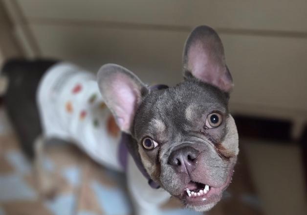 "사람·강아지 다 좋아"…친화력 만점 프렌치불도그