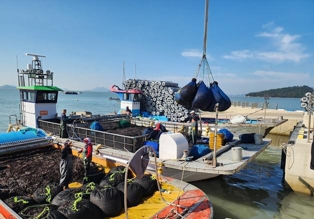 신안군 '햇김' 위판 시작…명품 곱창김 본격 생산