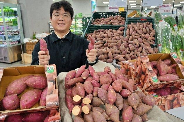 쌀쌀한 날씨에는 고구마…롯데마트, 국산 품종 호풍미 고구마 판매 나선다