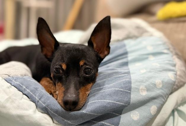 가족의 발견(犬)