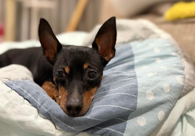 "전에 키우던 반려견과 안 닮았다"…재유기 된 미니핀