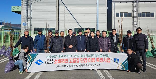 경주시, 일본 품종 단감 국산 신품종으로 재배 구조 변경