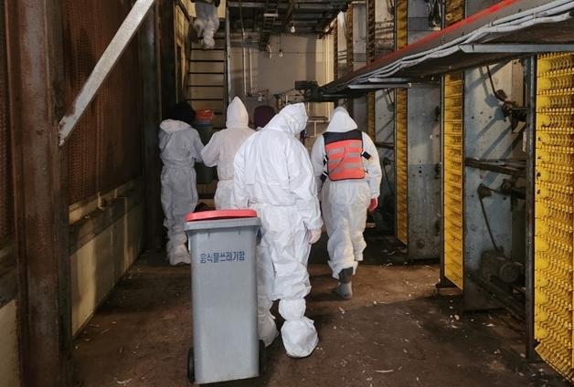 "올겨울 AI, 예년보다 감염력 10배↑"…중수본, TF로 방역 고삐 더 죈다 