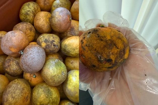 "못나도 맛있다"…인플루언서 판매 '3만원대 파치귤 10㎏' 곰팡이 범벅