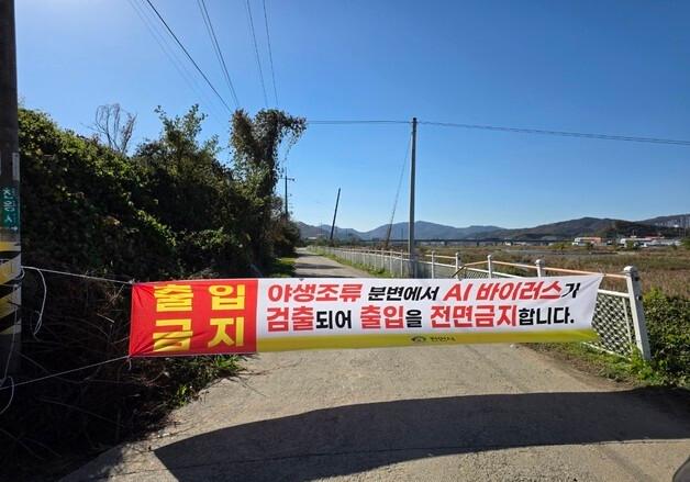 천안 성환 산란계 농장서도 조류인플루엔자…고병원성 확인 중